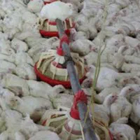 نیاز به کارگر مرغداری