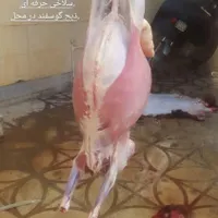 سلاخی،ذبح حلال