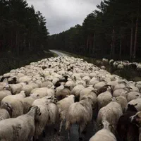 فروش گوسفندچاق  اتحادیه کشتارگاه زنجانی|حیوانات مزرعه|تهران, افسریه شمالی|دیوار