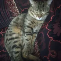 گربه نژاد dhs  یکساله گمشده