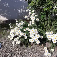 ویلا دوخوابه ۱۰۰۰متر زمین باغ رامسر ، نزدیک دریا