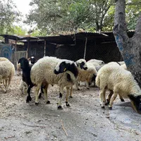 گو سفند زنده پروار در محل