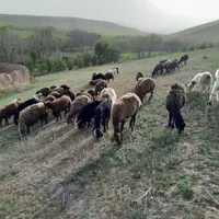 سلام یک بره گم شده در روستای کمراباد