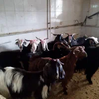 شیشکچاقوانواعگوسفند....|حیوانات مزرعه|بروجرد, |دیوار