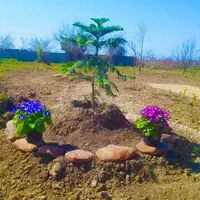 ۲۵۵متر باغچه مسکونی آب شرب برق گاز شاهنامه گوارشک
