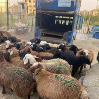 بورس گوسفند بروجردی (بزرگترین مرکز فروش دام)|حیوانات مزرعه|کرج, حیدرآباد|دیوار