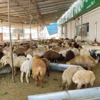 فروش تلفنی دام گوسفند پرواری زنده ارسال درب منزل|حیوانات مزرعه|کرج, شهرک ظفر|دیوار
