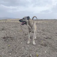 سگ سرابی خالص
