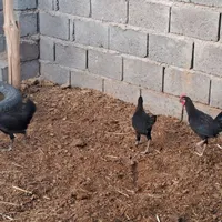 مرغ و خروس|حیوانات مزرعه|کهنوج, |دیوار