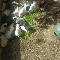 خرگوش، خوکچه هندی و همستر