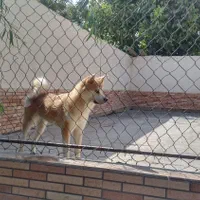 پانسیون نگهداری و آموزش سگ کوچیک و بزرگ|خدمات پیشه و مهارت|تهران, تهرانسر غربی|دیوار