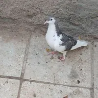 راست تپه دار