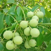 تولید نهال گردو درخت|خدمات باغبانی و درختکاری|شیراز, رکن‌آباد|دیوار