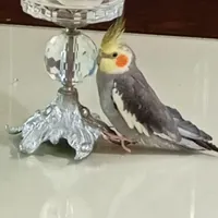 عروس هلندی گمشده