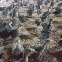 بوقلمون برنز ۵۰ روزه