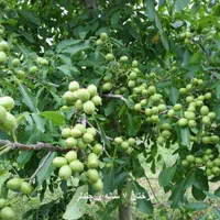 خدمات باغ و باغبانی و باغچه|خدمات باغبانی و درختکاری|تهران, شادمان|دیوار
