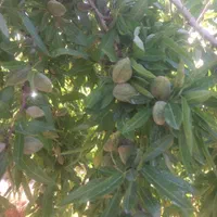 باغ بادام و زردآلو  مثمر با قیمت باور نکردنی