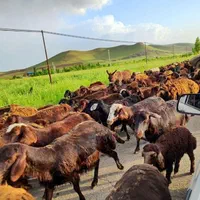 گوسفند ییلاقی چاق زنده مناسب برای کشتار وقربانی|حیوانات مزرعه|شهریار, |دیوار