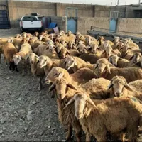 دام زنده گوسفنداورگانیگ جهت قربانی جنت آبادشمالی|حیوانات مزرعه|تهران, جنت‌آباد شمالی|دیوار