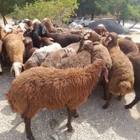 اصل مغان و افشار کم دنبه چربی و گوسفند کم شکم زنده|حیوانات مزرعه|تهران, سعادت‌آباد|دیوار