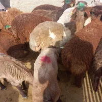 قصاب برای ذبح گوسفند شما برای مجالس|خدمات پذیرایی، مراسم|مشهد, شهرک رازی (شهرک غرب)|دیوار
