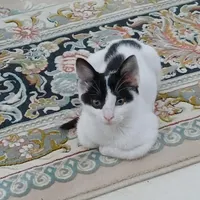 بچه گربه ناز