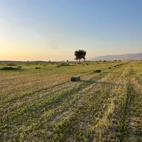 فروش یونجه پرس و خشک شده|حیوانات مزرعه|بوشهر, |دیوار
