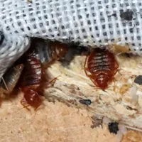 سم پاشی منزل ساس موش سوسک سمپاشی تضمینی کل تهران