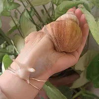 فروش عمده و تکی حلزون طبی مفت