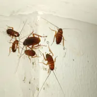 سمپاشی ساس کلیه حشرات سم پاشی موش سوسک مورچه