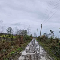 زمین۸۰۰۰متر مناسب برای کاشت کیوی تالش چلونصر|فروش زمین و ملک کلنگی|تالش, هشتپر|دیوار