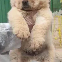 فروش سگ چاو چاو توله رنگ سفید اورجینال|سگ|کرج, عظیمیه|دیوار