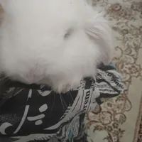 خرگوش لوپ