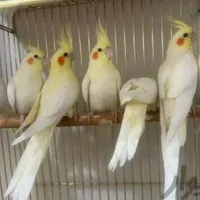 بانک عروس هلندی دستی سخنگو نر ماده باضمانت ۱سال|پرنده|تهران, استاد معین|دیوار