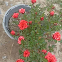 گل رزعطری.رزهلندی. نسترن سفید. هفت رنگ. ساناز|گل و گیاه طبیعی|کرج, ملک‌آباد|دیوار