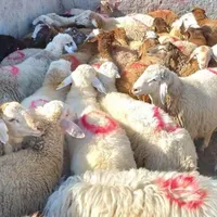 « گوسفند زنده بره نرینه قلم آبی ،میش با قصاب »|حیوانات مزرعه|مشهد, نوید (بلوار کشاورز)|دیوار