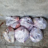 گوسفند‌ چاق‌ کشتاری|حیوانات مزرعه|بروجرد, |دیوار