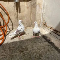 کفتر|پرنده|تهران, نعمت‌آباد|دیوار