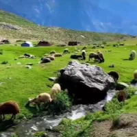 گوسفند زنده بصورت حضوری وارسال بتمام نقاط تهران