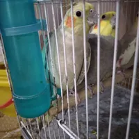 گمشده.... ۲تا عروس هلندی محدوده باهنر ۱۲ گمشده