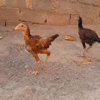 سه تا جوجه خروس یک خروس