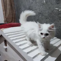 واگذاری گربه