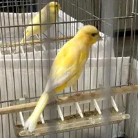 ۲ عدد  قناری|پرنده|تهران, هفت چنار|دیوار