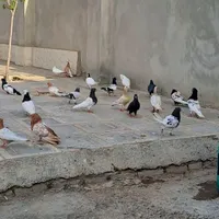 کبوتر در نقاب|پرنده|سبزوار, کهنه آب|دیوار