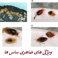 سمپاشی(کل اهواز)سم پاشی/ساس موش سوسک سمپاش/موریانه|خدمات نظافت|اهواز, گلستان|دیوار
