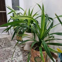 سه عدد گلدان بزرگ هرکدام یک تومن