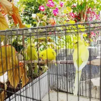 طوطی.مرغ عشق|پرنده|بروجرد, |دیوار