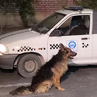 سگ ژرمن گم شده