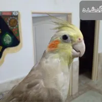 عروس هلندی گمشده