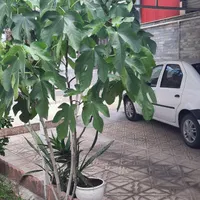 اجاره سوئیت شیک و تمیز۵۰ و ۸۵ متری